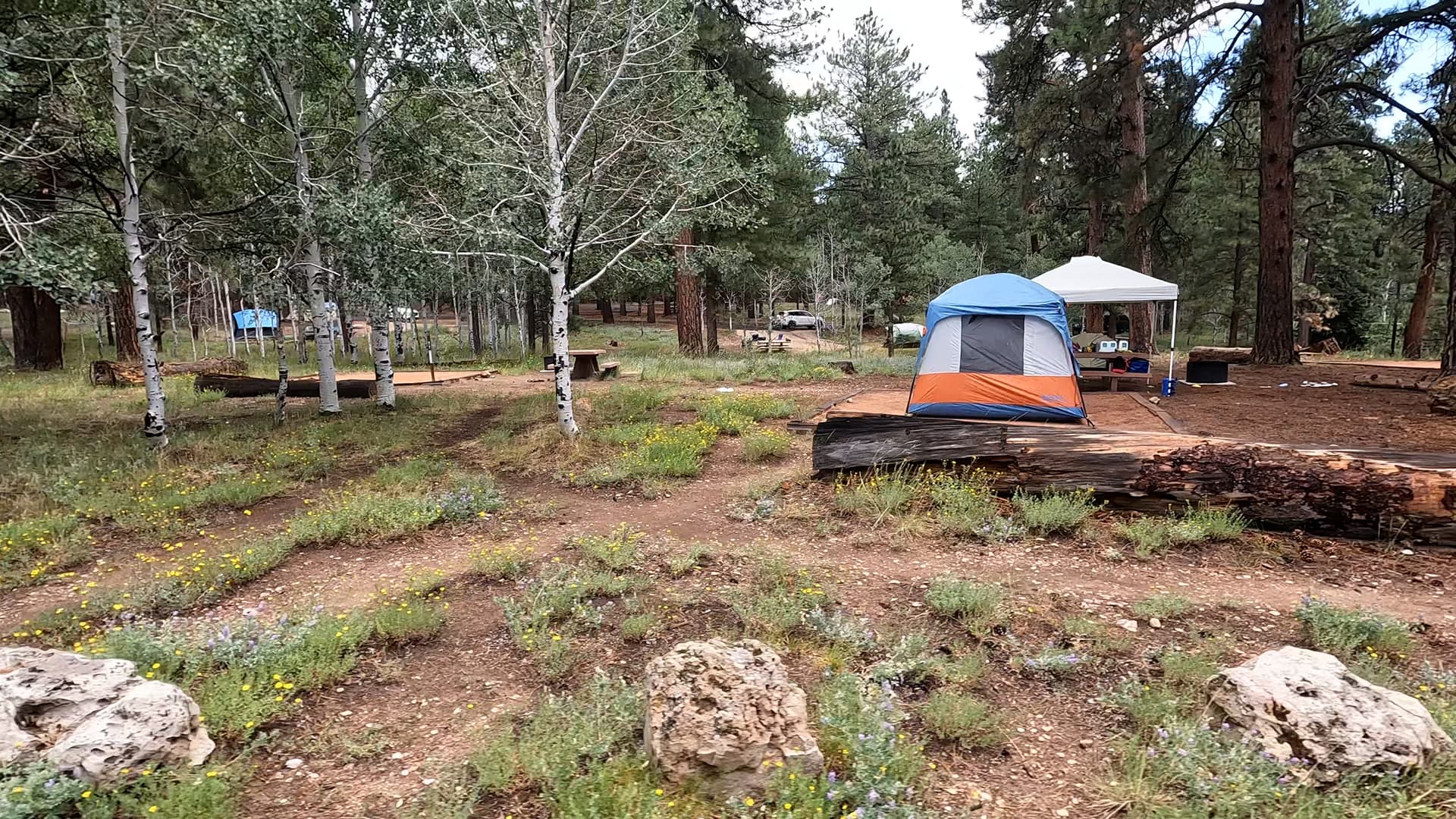 Site T7