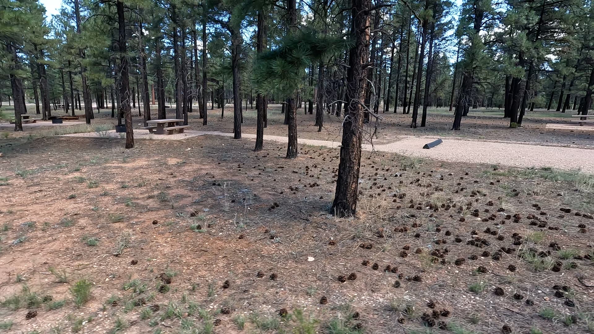 Site P6