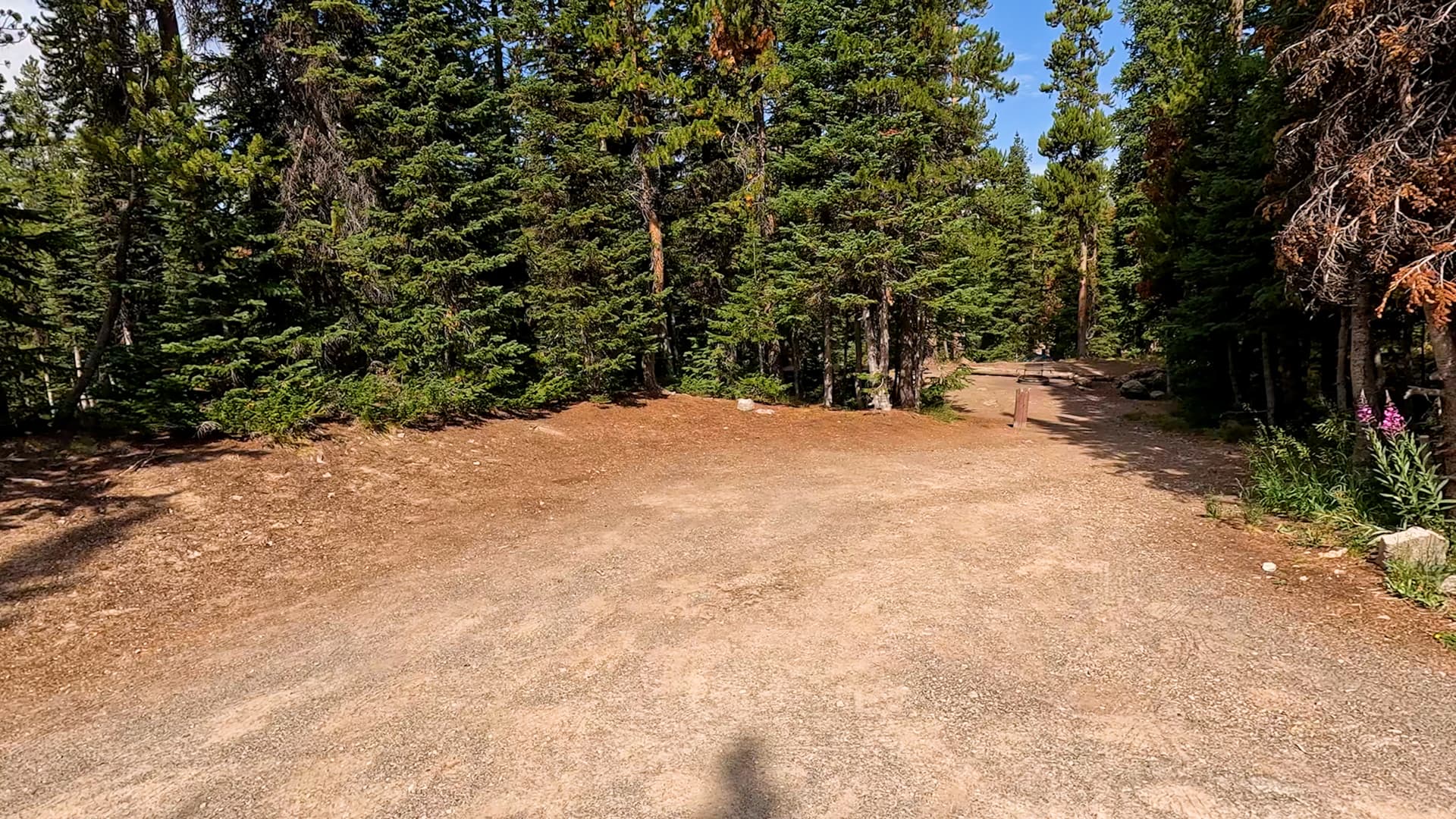 Site C31