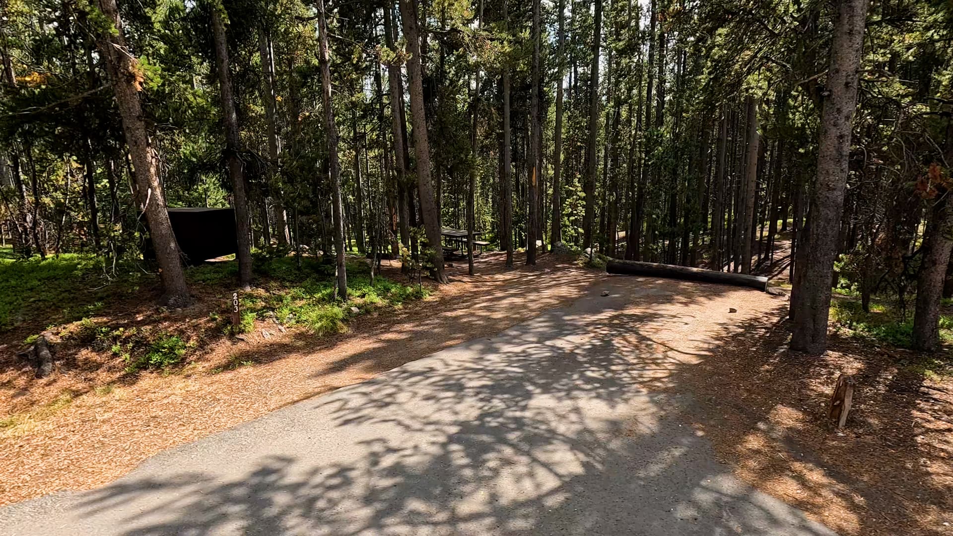 Site 203